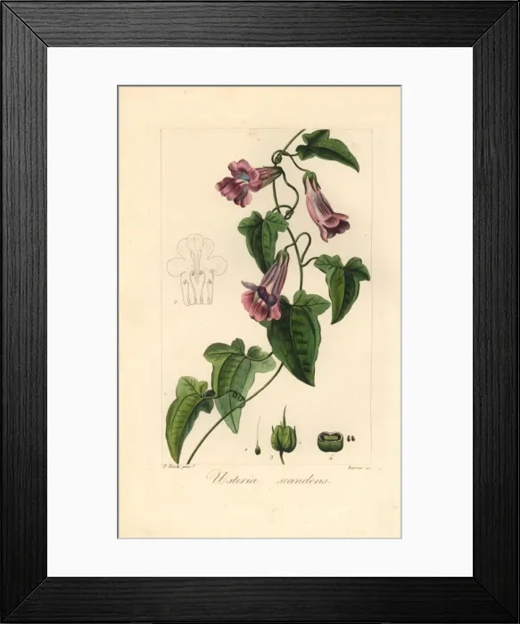 Framed Print : Creeping snapdragon or chickabiddy, Maurandya scandens Framed Print : Creeping snapdragon or chickabiddy, Maurandya scandens