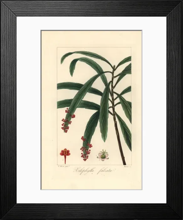 Framed Print : Billbush or mutton porridge, Phyllanthus epiphyllanthus Framed Print : Billbush or mutton porridge, Phyllanthus epiphyllanthus