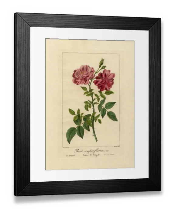 Framed Print : Everlasting rose of India, Rosa semperflorens var du Bengale Framed Print : Everlasting rose of India, Rosa semperflorens var du Bengale