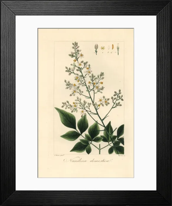 Framed Print : Heavenly or sacred bamboo, Nandina domestica Framed Print : Heavenly or sacred bamboo, Nandina domestica