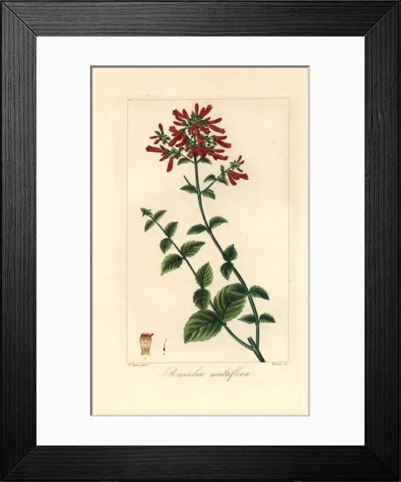Framed Print : Many-flowered russelia, Russelia multiflora Framed Print : Many-flowered russelia, Russelia multiflora