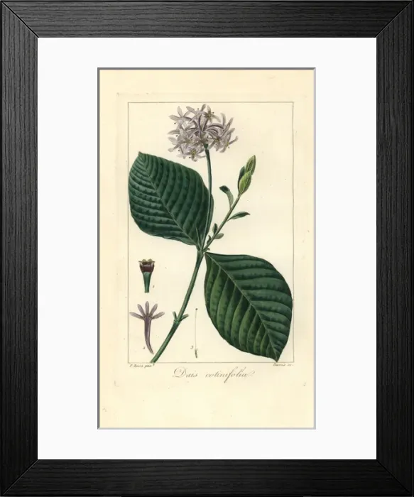 Framed Print : Pompom tree, Dais cotinifolia Framed Print : Pompom tree, Dais cotinifolia