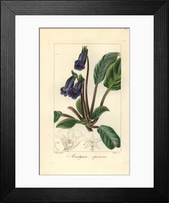 Framed Print : Cats claw flower, Martynia speciosa Framed Print : Cats claw flower, Martynia speciosa
