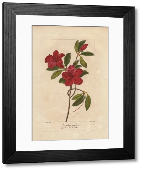 Framed Print : Southern Indian azalea, Azalea indica Framed Print : Southern Indian azalea, Azalea indica