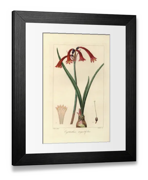 Framed Print : Narrowleaved cyrtanthus, Cyrtanthus angustifolius Framed Print : Narrowleaved cyrtanthus, Cyrtanthus angustifolius