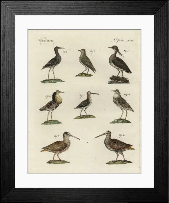 Framed Print : Woodcock, snipe, ruff, lapwing, sanderling Framed Print : Woodcock, snipe, ruff, lapwing, sanderling