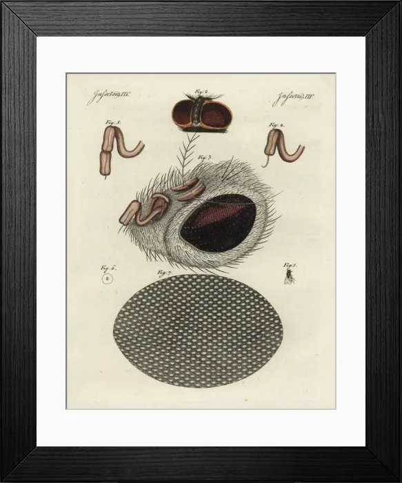 Framed Print : Common fly, Musca domestica, head, proboscis and cornea Framed Print : Common fly, Musca domestica, head, proboscis and cornea