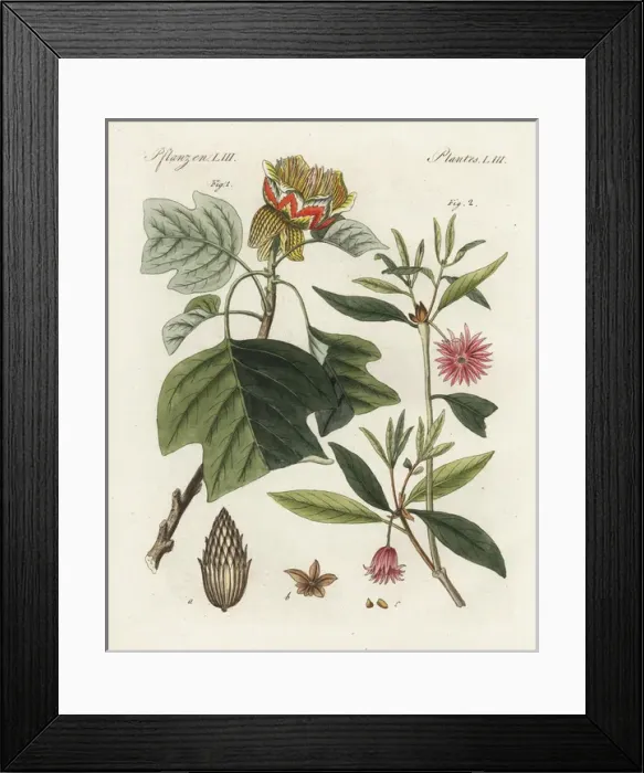 Framed Print : Tulip tree, Liriodendron tulipifera, and star Framed Print : Tulip tree, Liriodendron tulipifera, and star