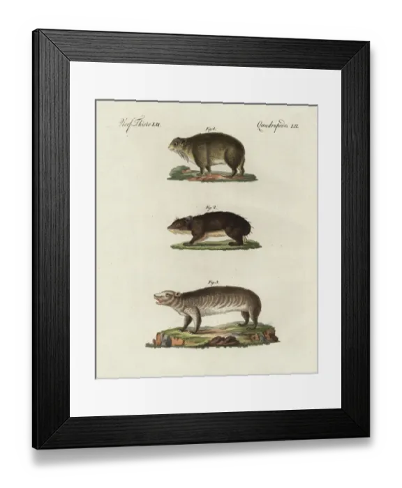 Framed Print : Cape hyrax, coney, and groundhog Framed Print : Cape hyrax, coney, and groundhog
