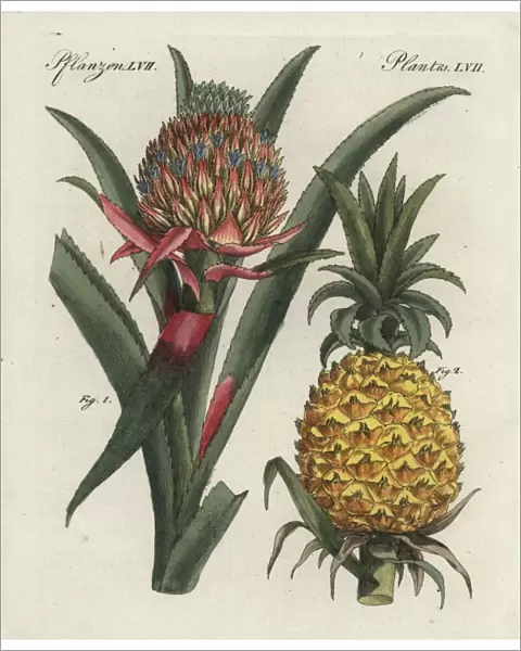 Pineapple flower and fruit, Ananas comosus