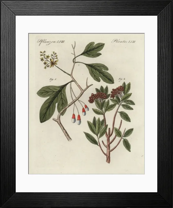 Framed Print : White sassafras, Sassafras albidum, and allspice Framed Print : White sassafras, Sassafras albidum, and allspice
