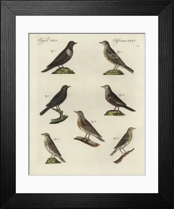 Framed Print : Thrushes, blackbird and ring ouzel Framed Print : Thrushes, blackbird and ring ouzel