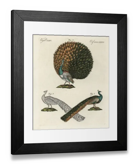 Framed Print : Indian or blue peafowl, Pavo cristatus Framed Print : Indian or blue peafowl, Pavo cristatus