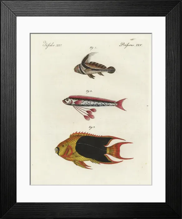 Framed Print : Jack-knifefish, oarfish, and rock beauty angelfish Framed Print : Jack-knifefish, oarfish, and rock beauty angelfish