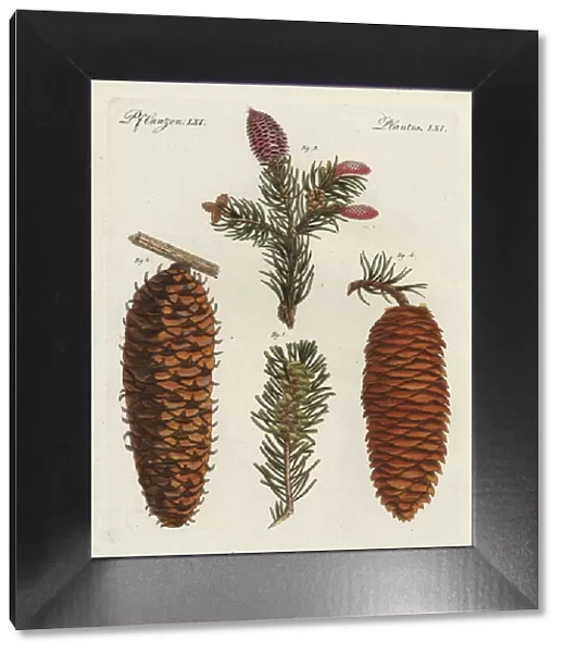 White spruce tree, Picea glauca, and Norway