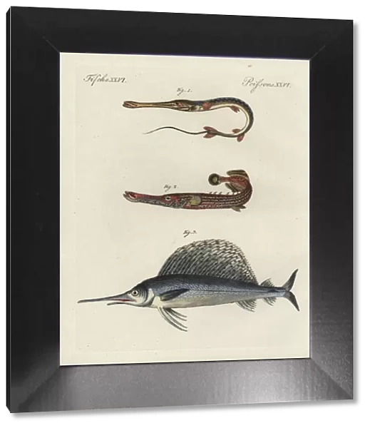 Cornetfish, Chinese trumpetfish and swordfish