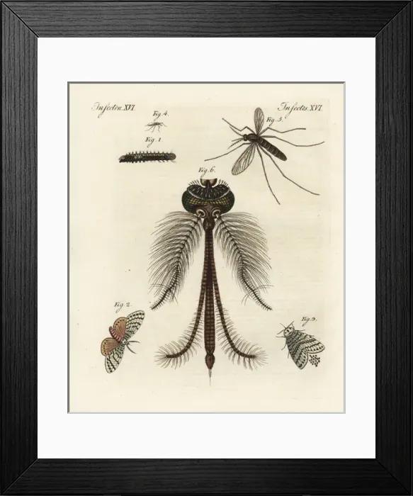Framed Print : Nun or black arches moth, and common house mosquito Framed Print : Nun or black arches moth, and common house mosquito