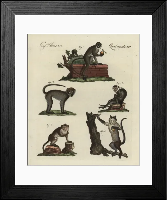 Framed Print : Lesser spot-nosed monkey, grivet, Javan surili Framed Print : Lesser spot-nosed monkey, grivet, Javan surili