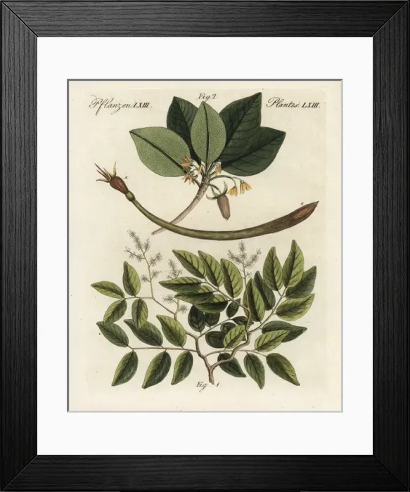 Framed Print : Copaiba balsam and red mangrove Framed Print : Copaiba balsam and red mangrove