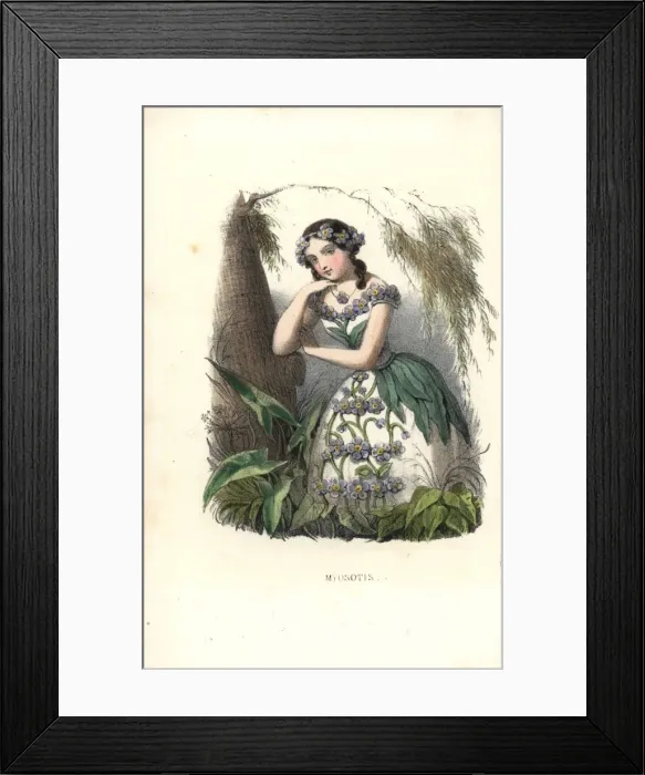 Framed Print : Forget me not, Myosotis scorpioides, flower fairy Framed Print : Forget me not, Myosotis scorpioides, flower fairy