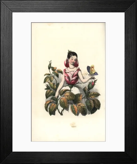Framed Print : Rose flower fairy Framed Print : Rose flower fairy
