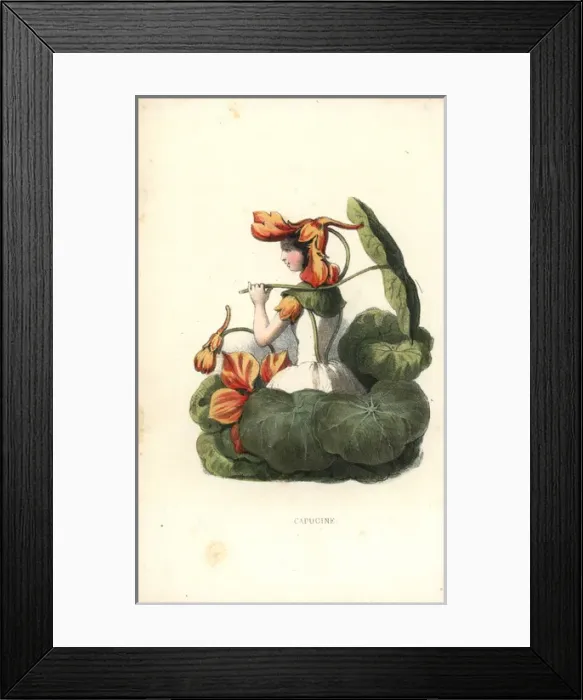Framed Print : Garden nasturtium flower fairy, Tropaeolum majus Framed Print : Garden nasturtium flower fairy, Tropaeolum majus