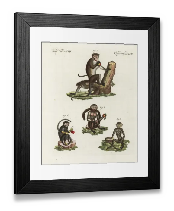 Framed Print : Toque macaque, tufted capuchin, langur Framed Print : Toque macaque, tufted capuchin, langur