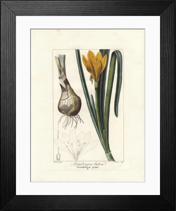 Framed Print : Autumn daffodil, Sternbergia lutea Framed Print : Autumn daffodil, Sternbergia lutea