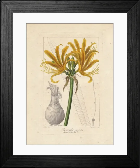 Framed Print : Golden flame lily, Pyrolirion aureum, native Framed Print : Golden flame lily, Pyrolirion aureum, native