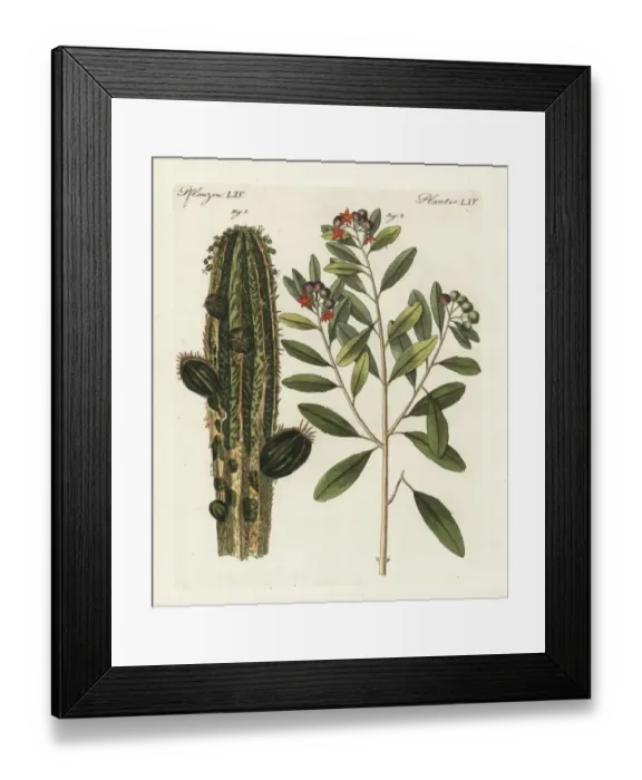 Framed Print : Apothecarys euphorbia and white cinnamon Framed Print : Apothecarys euphorbia and white cinnamon
