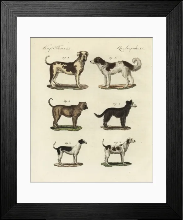 Framed Print : Breeds of dogs Framed Print : Breeds of dogs
