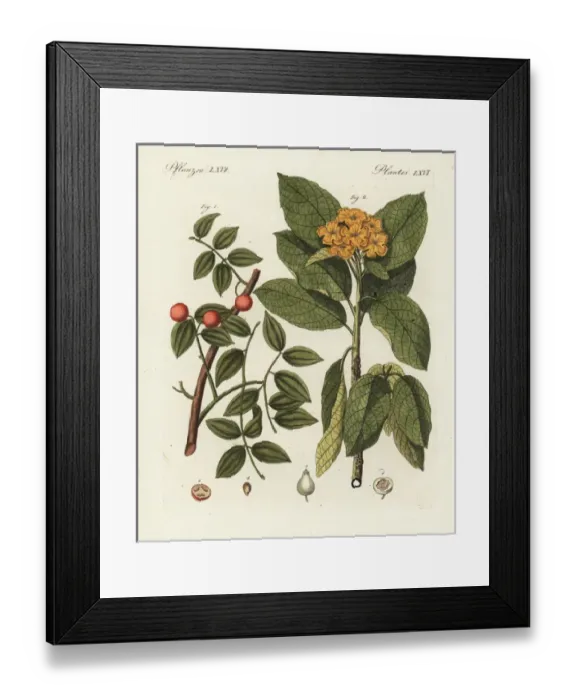 Framed Print : Snakewood, Strychnos colubrina, and sebesten Framed Print : Snakewood, Strychnos colubrina, and sebesten
