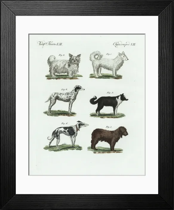Framed Print : Breeds of dogs Framed Print : Breeds of dogs