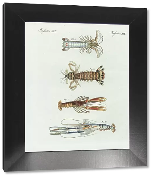 Scampi, shrimp, crayfish, and mantis shrimp