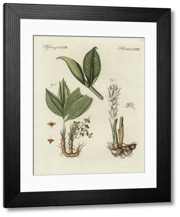 Framed Print : Zedoary and grains of paradise Framed Print : Zedoary and grains of paradise