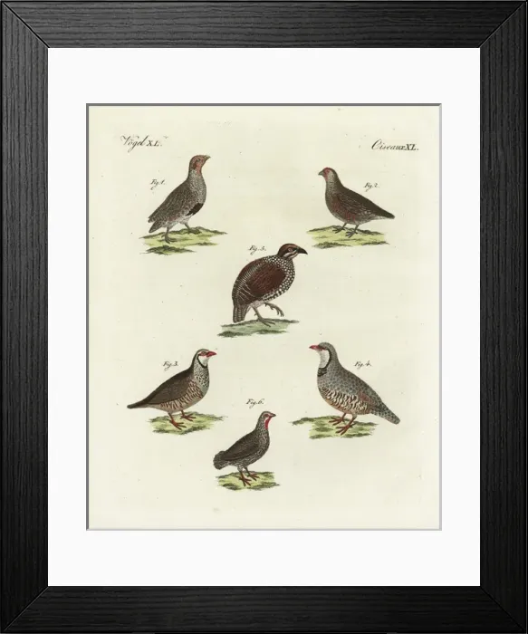 Framed Print : Partridges, francolin and red-necked spurfowl Framed Print : Partridges, francolin and red-necked spurfowl