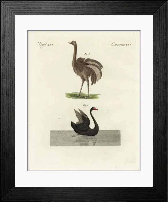 Framed Print : Greater rhea, Rhea americana, and black swan, Cygnus atratus Framed Print : Greater rhea, Rhea americana, and black swan, Cygnus atratus