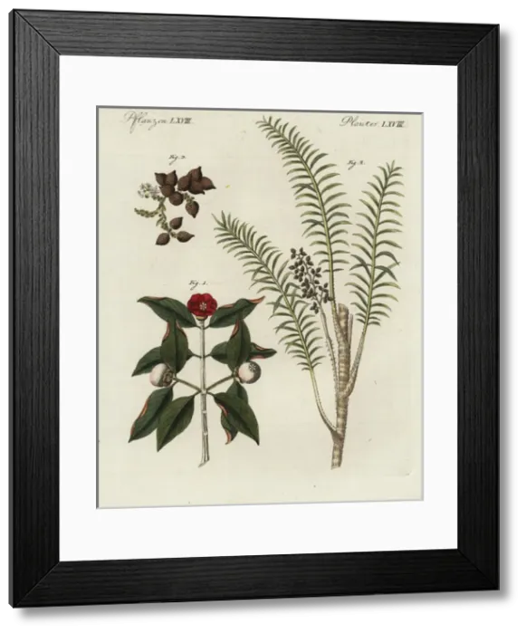 Framed Print : Purple mangosteen tree, rattan tree, and dragon s Framed Print : Purple mangosteen tree, rattan tree, and dragon s