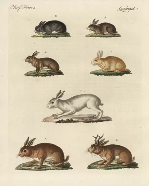 Hares and rabbits