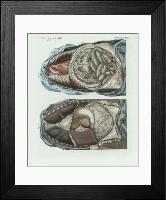 Framed Print : The entrails in the human body Framed Print : The entrails in the human body