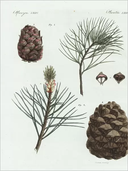 Swiss pine or arolla pine, Pinus cembra