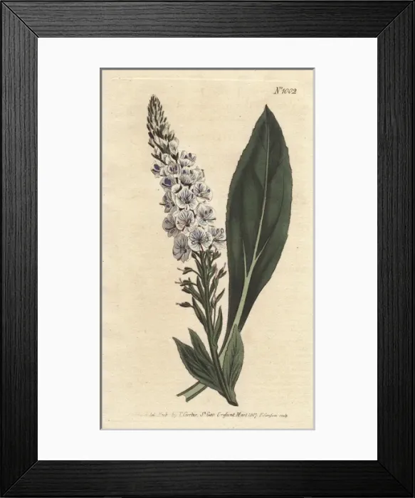 Framed Print : Veined-flowered speedwell, Veronica gentianoides Framed Print : Veined-flowered speedwell, Veronica gentianoides