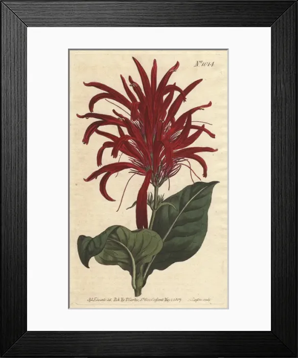 Framed Print : Shining-leaved justica with bright crimson Framed Print : Shining-leaved justica with bright crimson