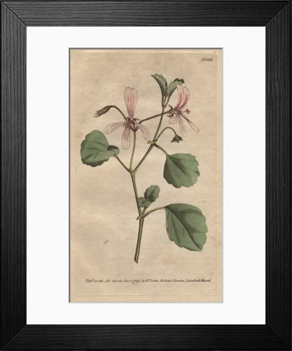 Framed Print : Sorrel cranes bill with pink veined flowers Framed Print : Sorrel cranes bill with pink veined flowers