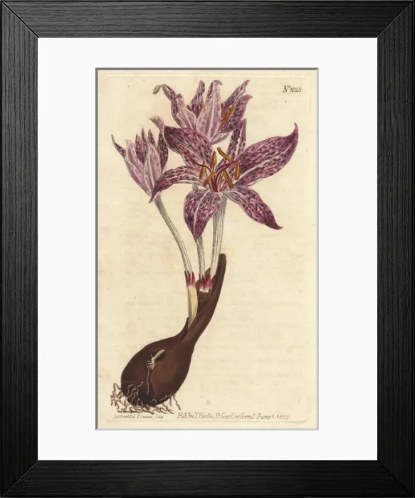 Framed Print : Chequer-flowered meadow saffron, Colchicum variegatum Framed Print : Chequer-flowered meadow saffron, Colchicum variegatum
