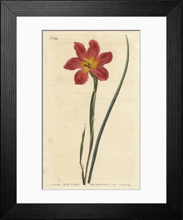 Framed Print : Straw-coloured equal-flowered moraea or Cape Framed Print : Straw-coloured equal-flowered moraea or Cape