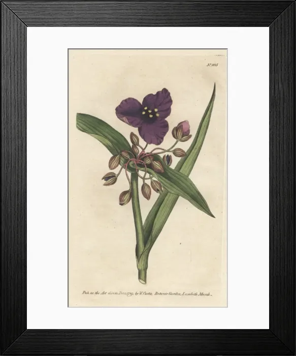 Framed Print : Virginian tradescantia, Tradescantia virginiana Framed Print : Virginian tradescantia, Tradescantia virginiana