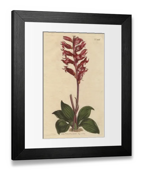 Framed Print : Frosted-flowered neottia, a native of Jamaica Framed Print : Frosted-flowered neottia, a native of Jamaica