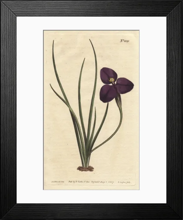 Framed Print : Silky patersonia with dark purple flower, a Framed Print : Silky patersonia with dark purple flower, a