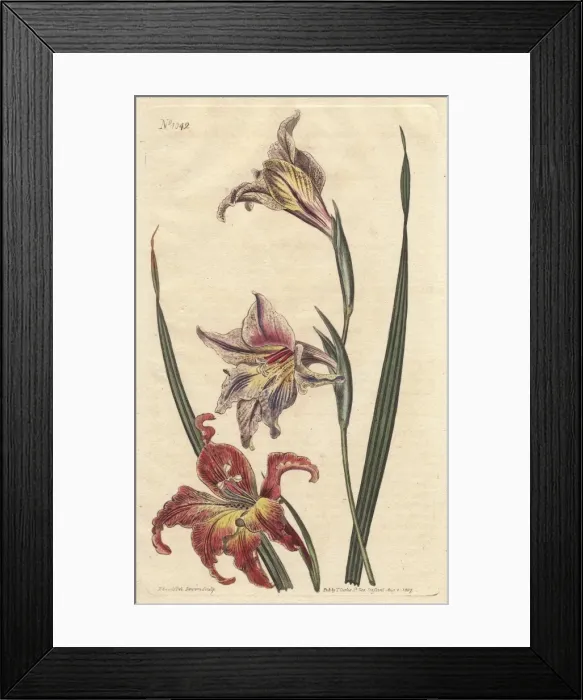 Framed Print : Large-flowered corn-flag or large brown afrikaner Framed Print : Large-flowered corn-flag or large brown afrikaner